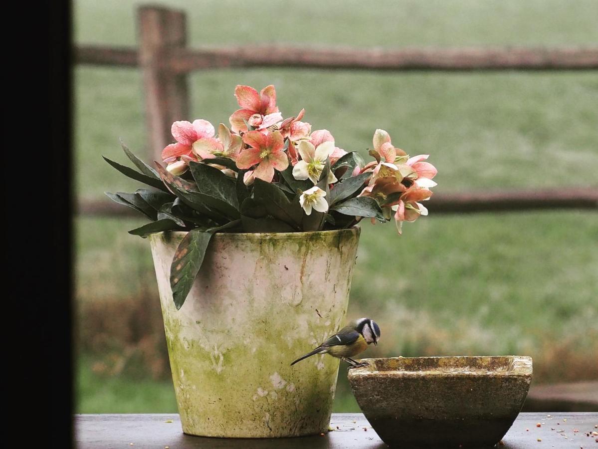 B&B De Paenhoeve Eksel エクステリア 写真